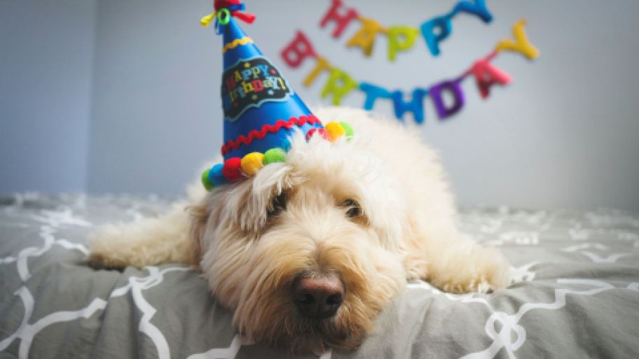 Birthday Wishes for Animal Lovers