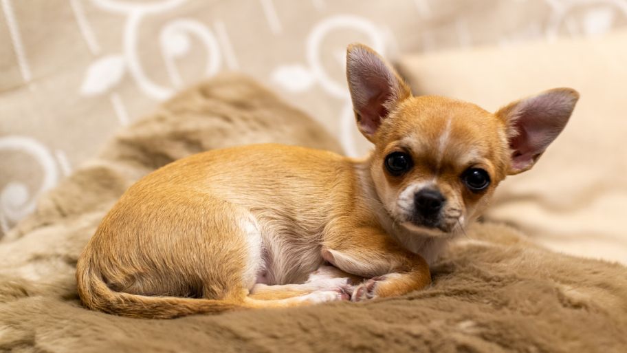 Birthday Wishes for Chihuahua Lovers